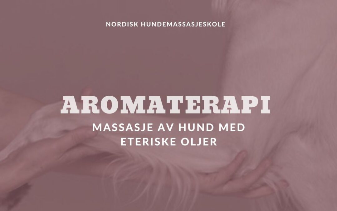 Aromaterapi – Massasje av hund med eteriske oljer