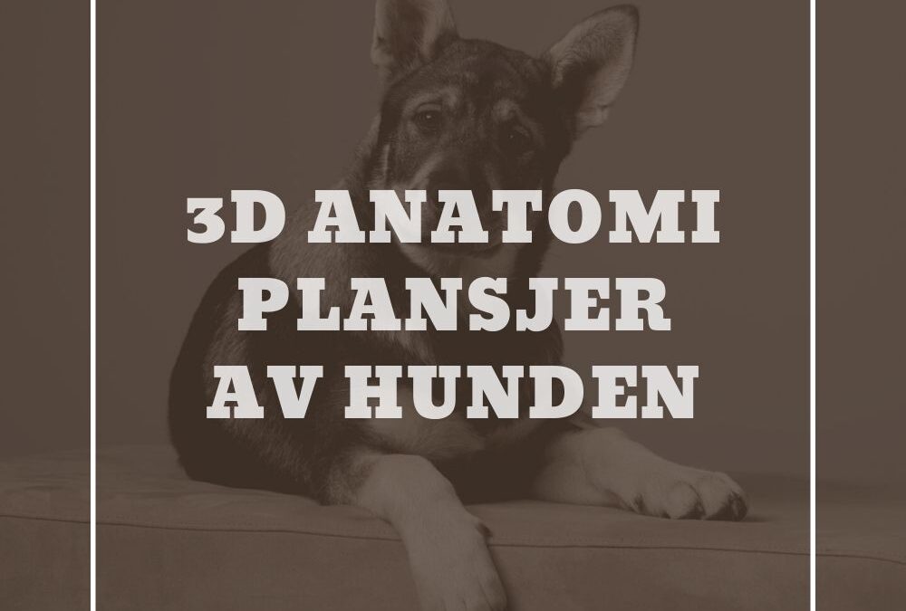 3D Anatomi plansjer