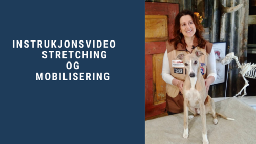 Introduksjonsvideo – Stretching og mobilisering